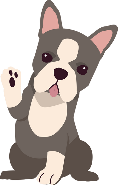 Boston Terrier Dog